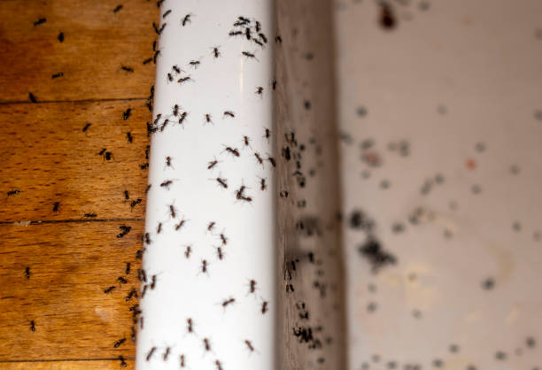 Best Pest Removal Services  in Brownsville, OR