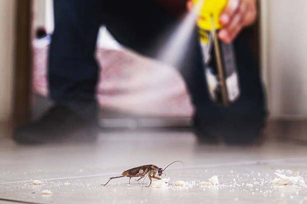 Spider Control Near Me in Brownsville, OR